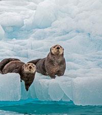 Princess Cruises