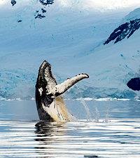 Princess Cruises