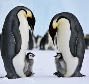 20 Nights Antarctic Wildlife Adventure